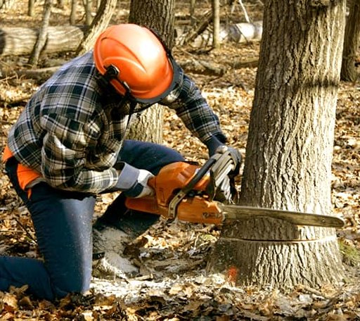 Tree Removal in Ruckersville, VA